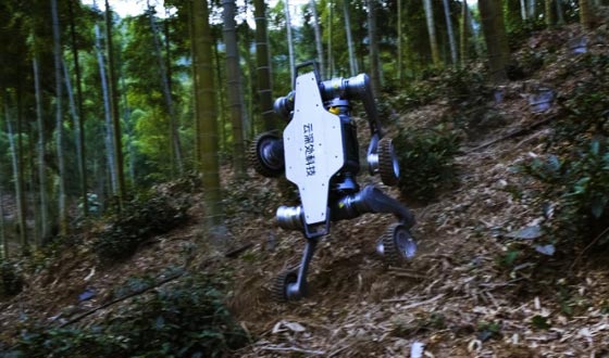 710公海寰宇山猫